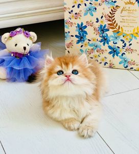 Британська золота шиншилла