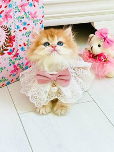 Британська золота шиншилла