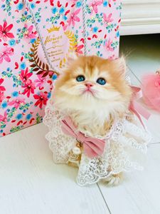 Британська золота шиншилла