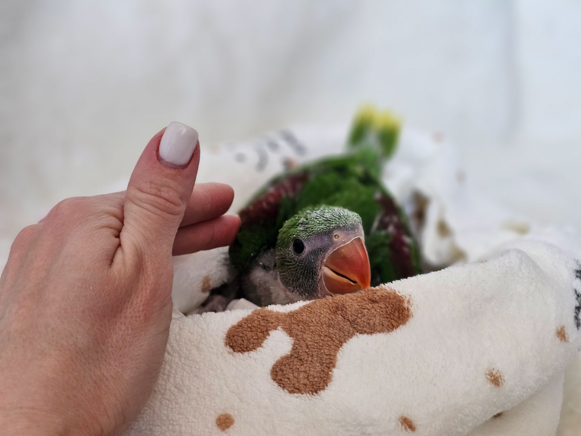 ОЛЕКСАНДРІЙСЬКІ ПАПУГИ РУЧНІ ВИКОРМИШІ