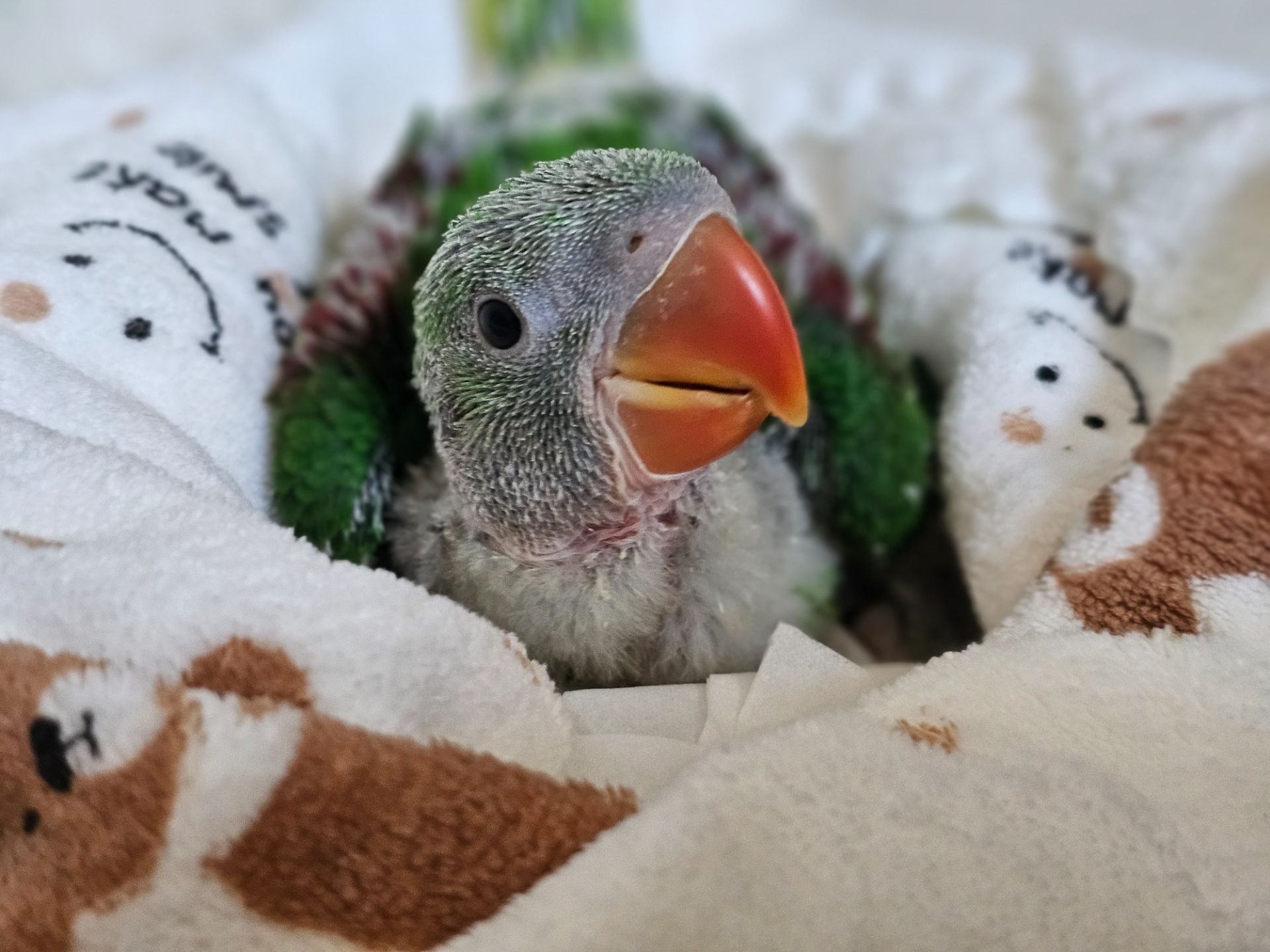 ОЛЕКСАНДРІЙСЬКІ ПАПУГИ РУЧНІ ВИКОРМИШІ