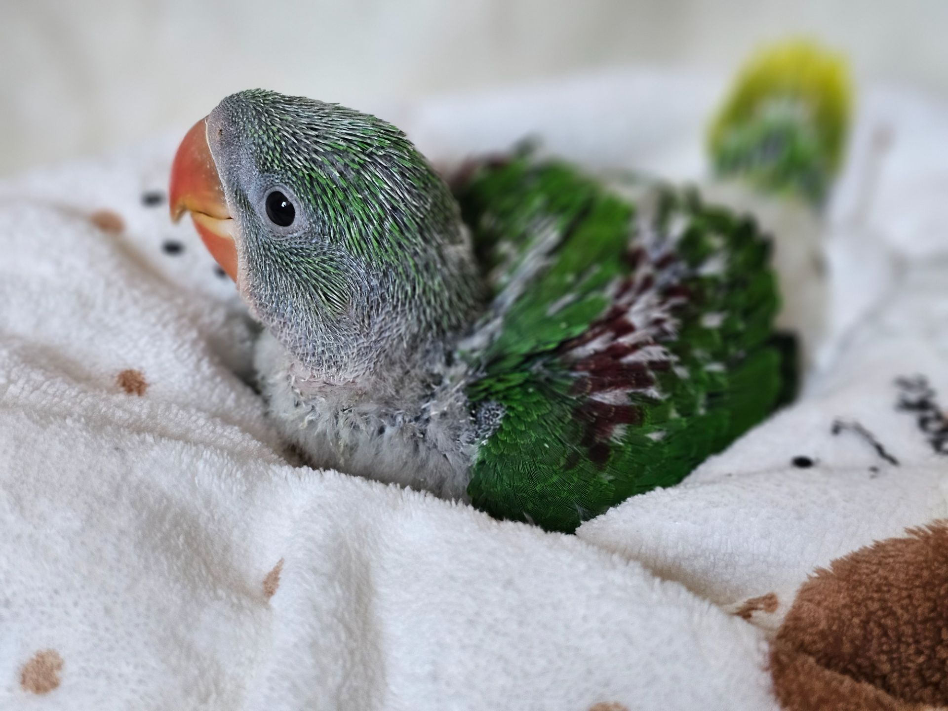 ОЛЕКСАНДРІЙСЬКІ ПАПУГИ РУЧНІ ВИКОРМИШІ