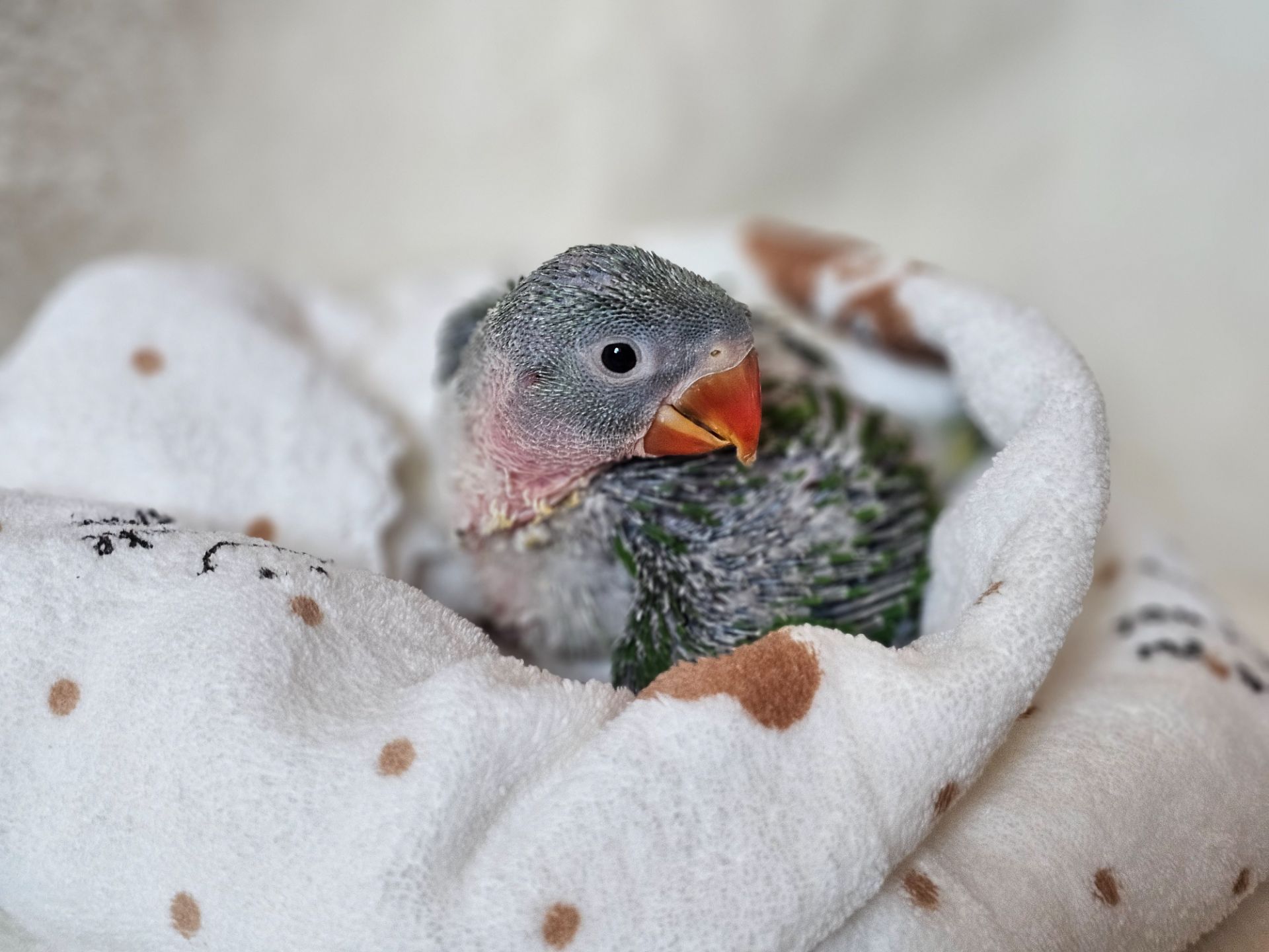 ОЛЕКСАНДРІЙСЬКІ ПАПУГИ РУЧНІ ВИКОРМИШІ