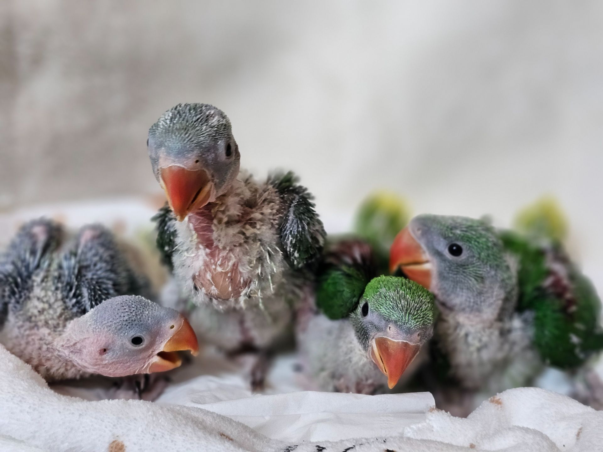 ОЛЕКСАНДРІЙСЬКІ ПАПУГИ РУЧНІ ВИКОРМИШІ