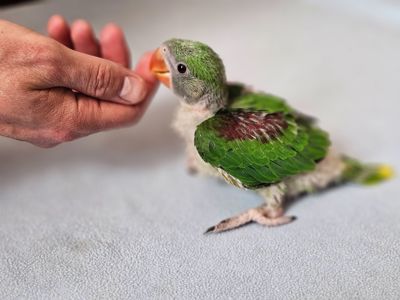 ОЛЕКСАНДРІЙСЬКІ ПАПУГИ РУЧНІ ВИКОРМИШІ