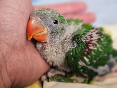 ОЛЕКСАНДРІЙСЬКІ ПАПУГИ РУЧНІ ВИКОРМИШІ