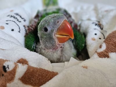 ОЛЕКСАНДРІЙСЬКІ ПАПУГИ РУЧНІ ВИКОРМИШІ