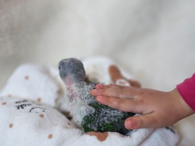 ОЛЕКСАНДРІЙСЬКІ ПАПУГИ РУЧНІ ВИКОРМИШІ