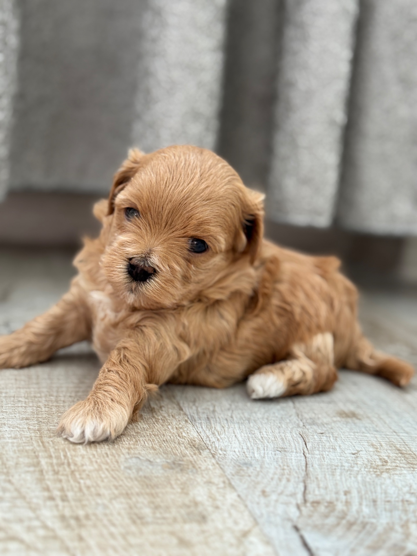 Мальтипу ф1 міні