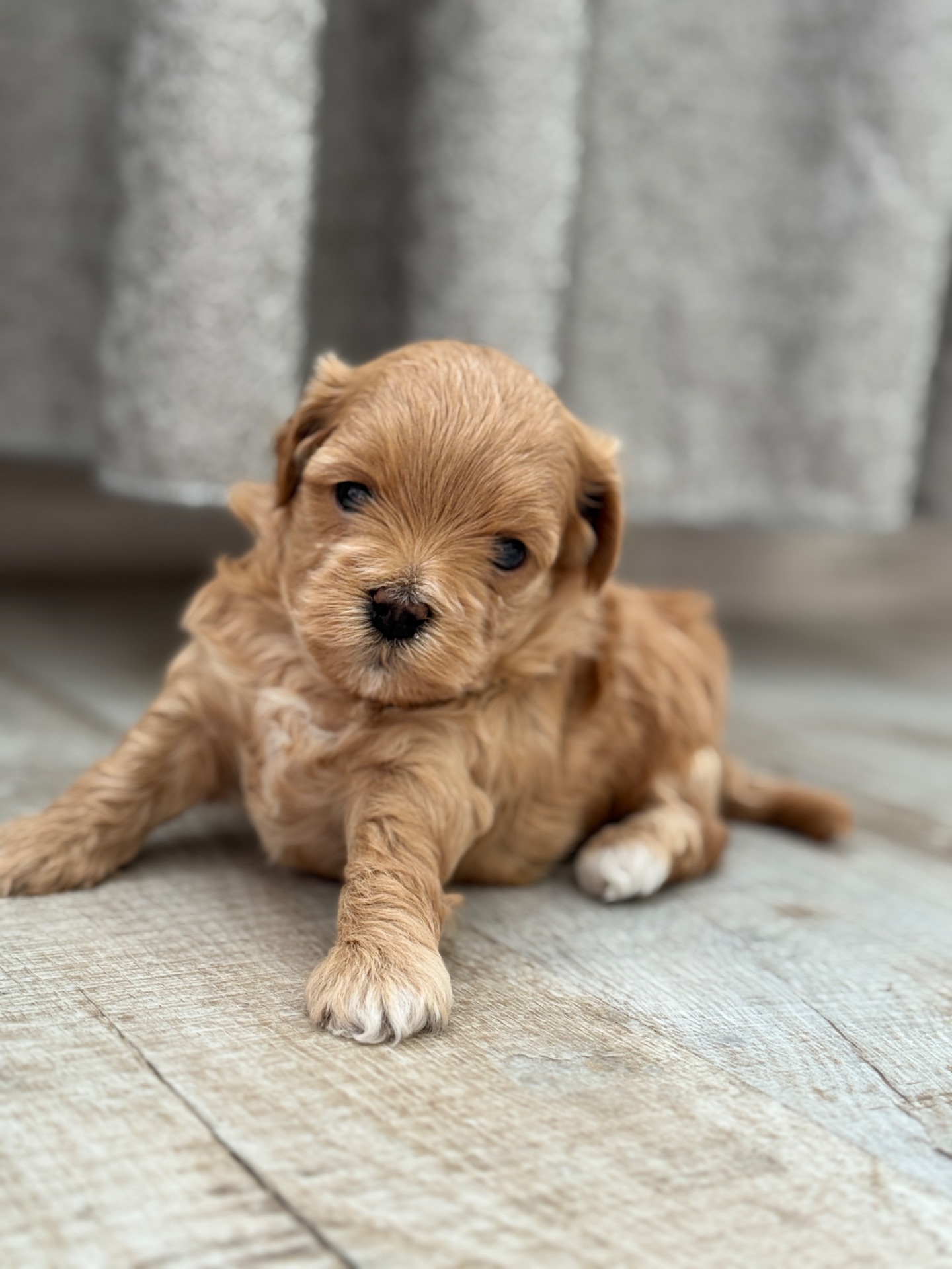 Мальтипу ф1 міні