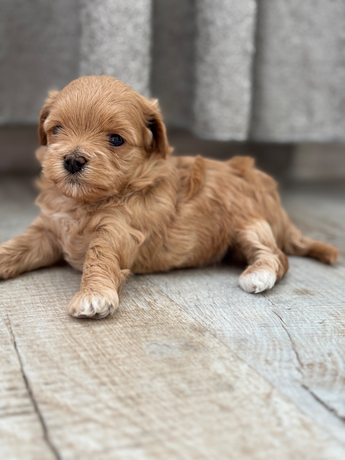 Мальтипу ф1 міні