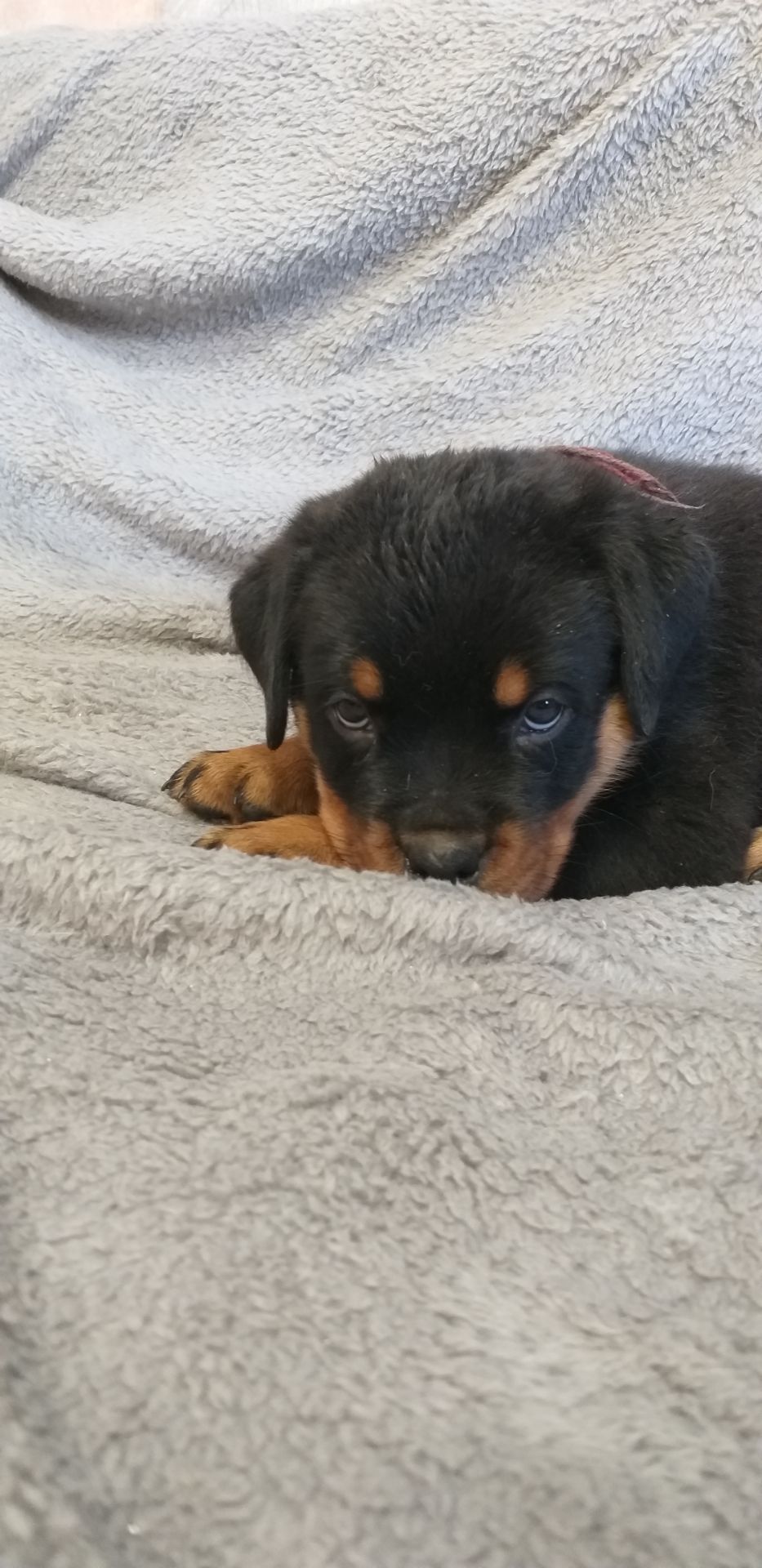 Цуценята ротвейлера з клубною регистрацією