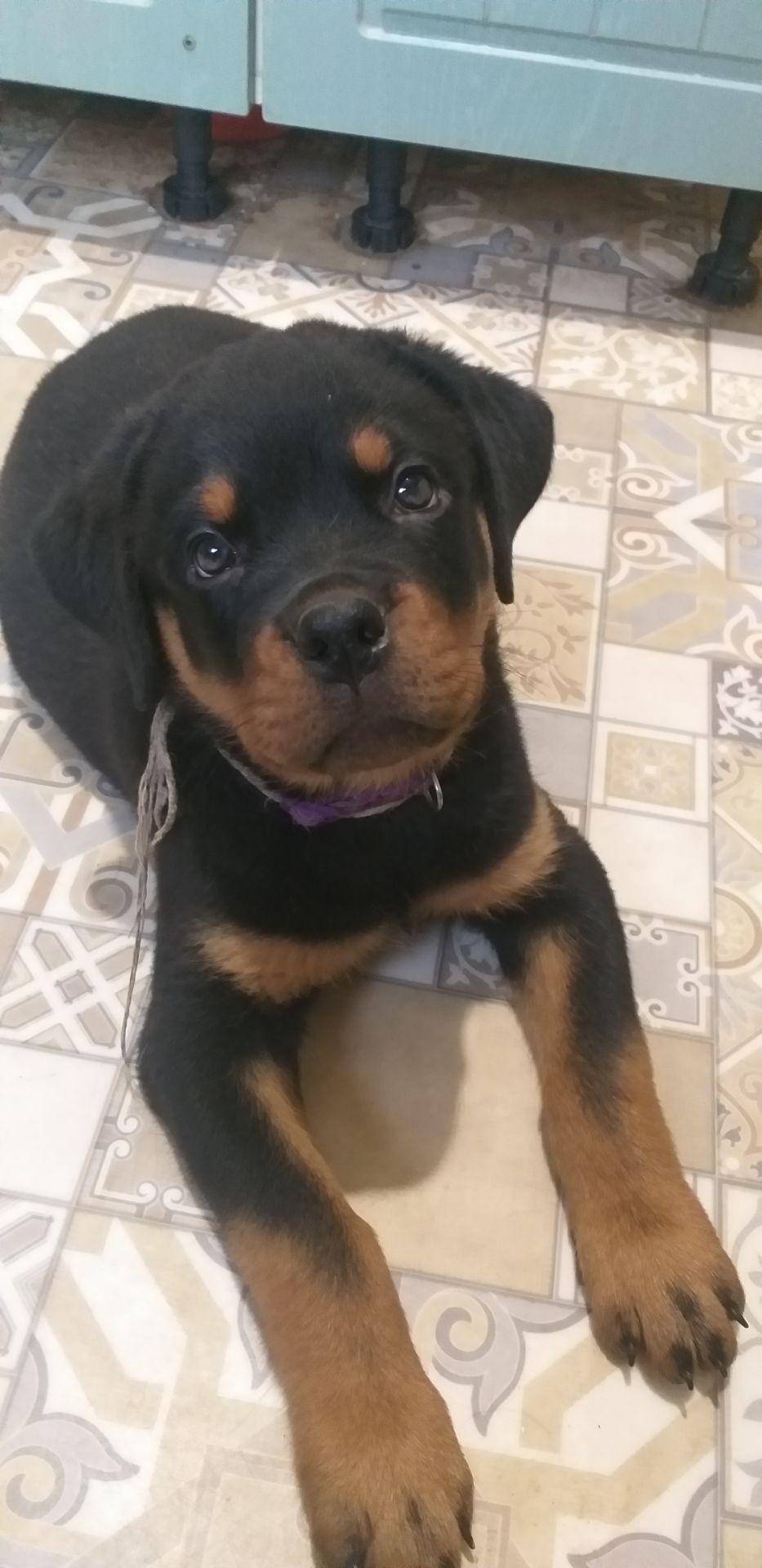 Цуценята ротвейлера з клубною регистрацією