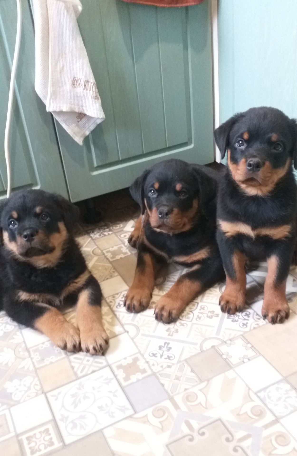 Цуценята ротвейлера з клубною регистрацією