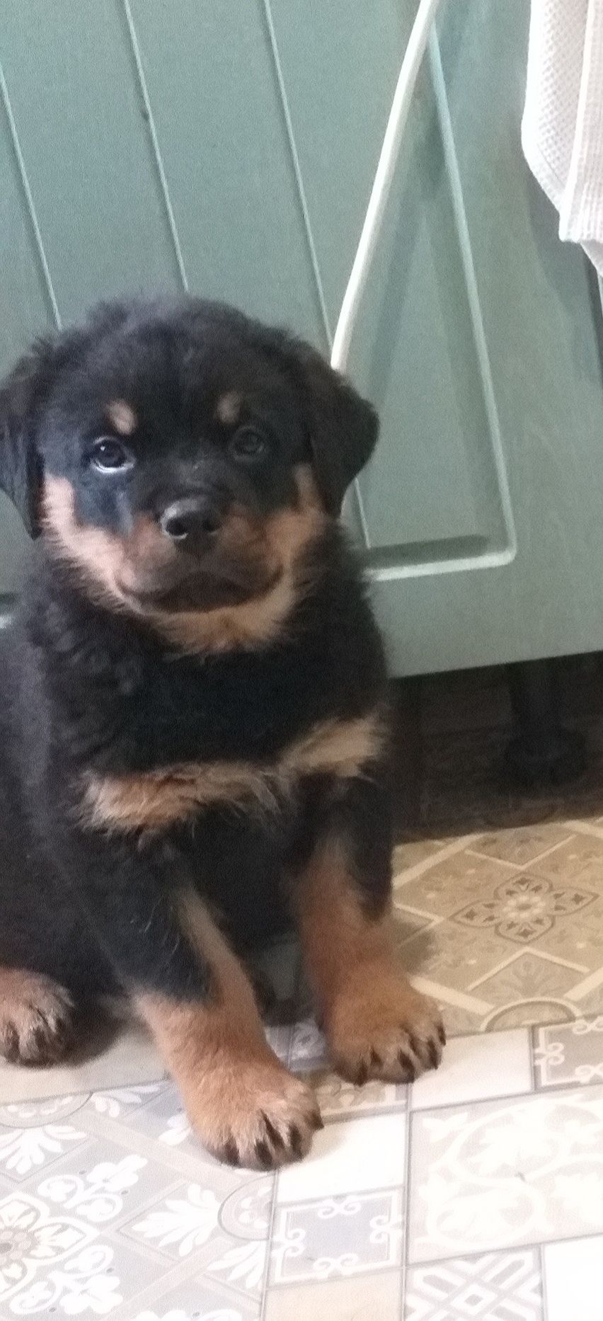 Цуценята ротвейлера з клубною регистрацією