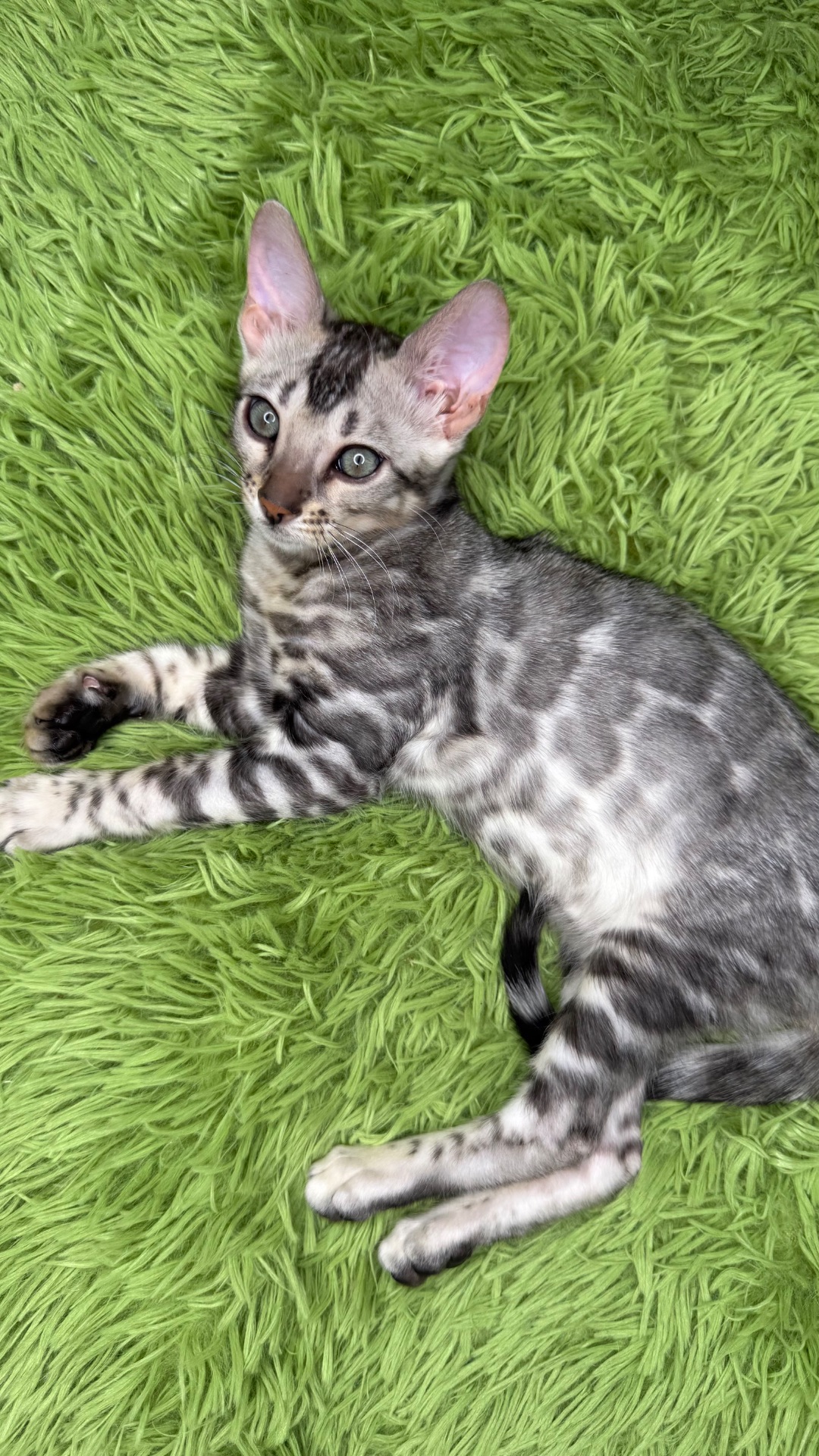 Incredible Bengal Babies Waiting for a Home!