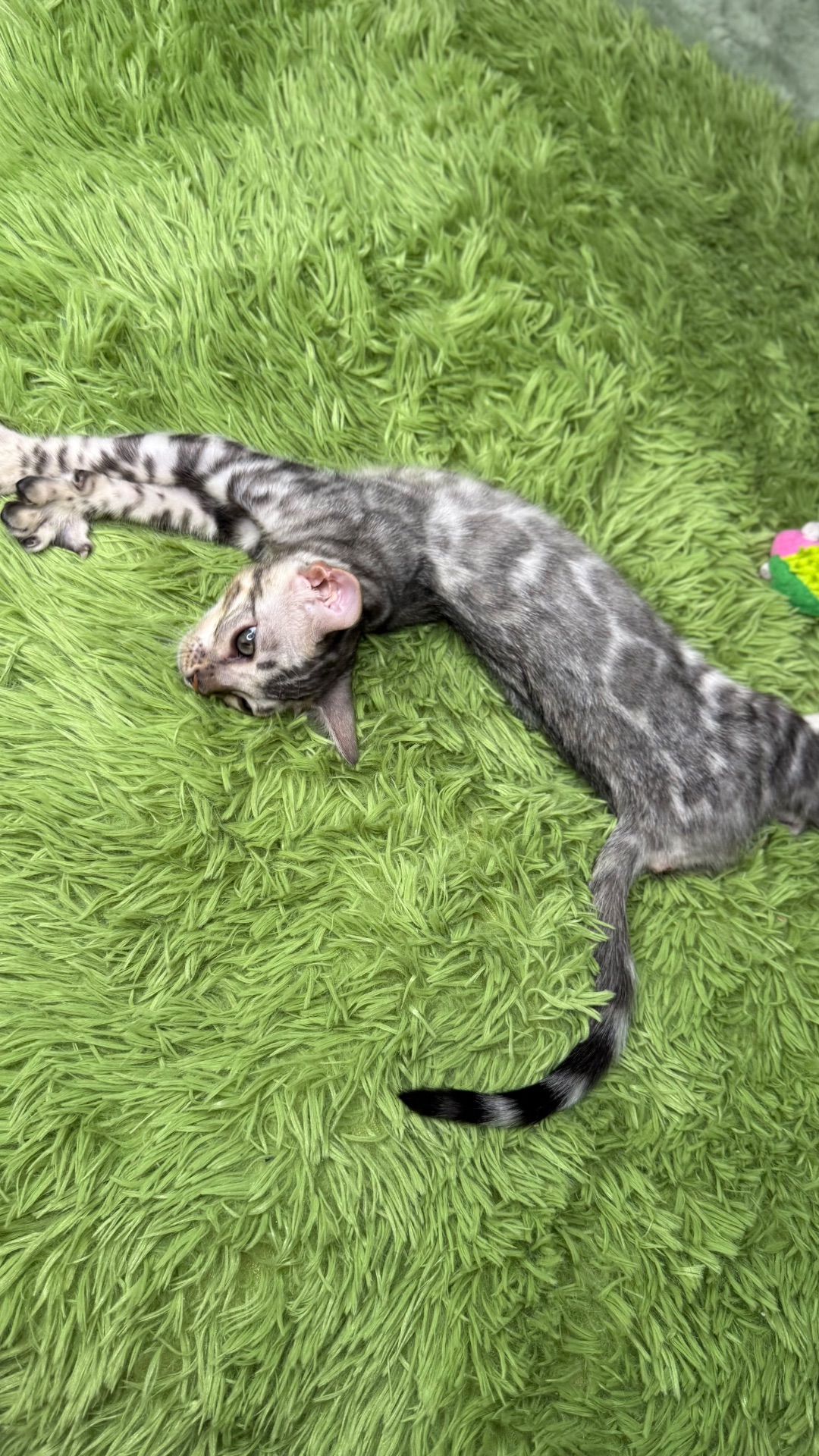 Incredible Bengal Babies Waiting for a Home!