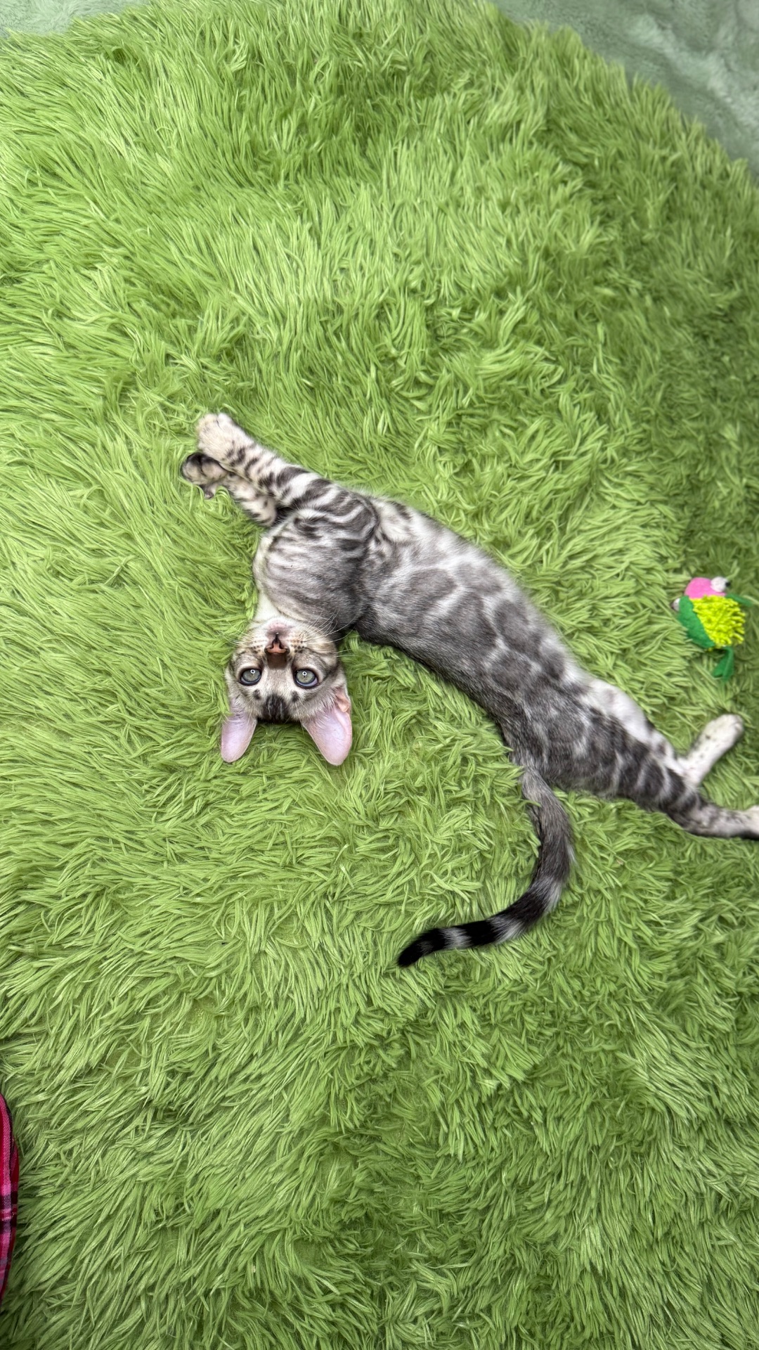 Incredible Bengal Babies Waiting for a Home!