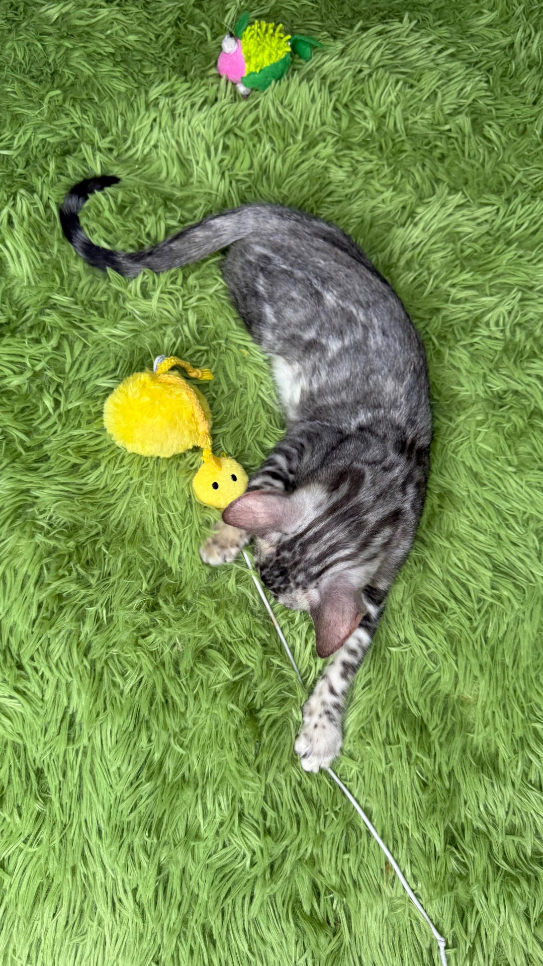Incredible Bengal Babies Waiting for a Home!