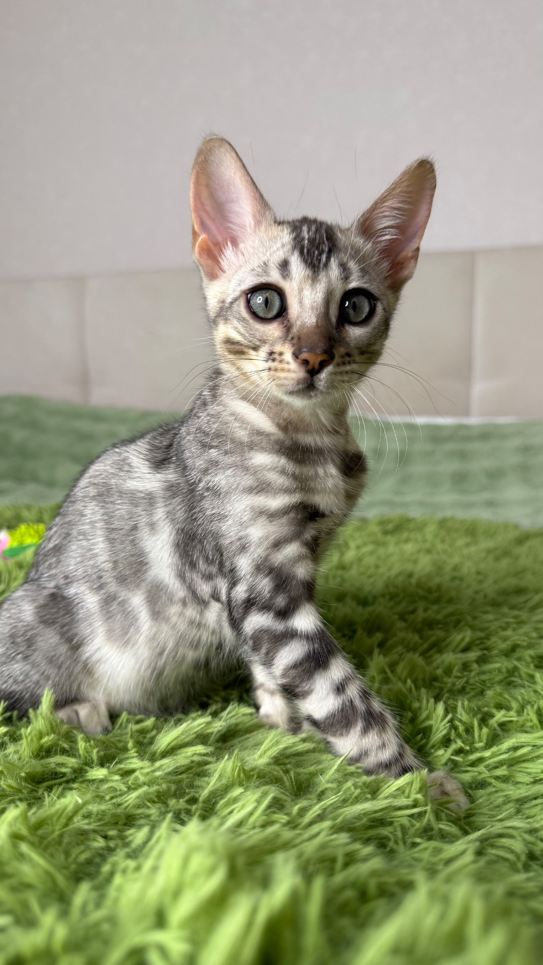Incredible Bengal Babies Waiting for a Home!