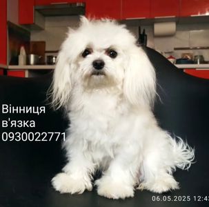 Хлопчик мальтійської болонки