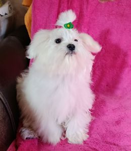 Хлопчик мальтійської болонки