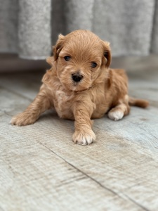 Мальтипу ф1 міні