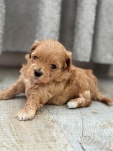 Мальтипу ф1 міні