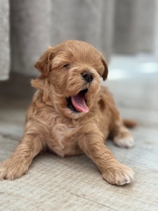 Мальтипу ф1 міні