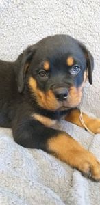 Цуценята ротвейлера з клубною регистрацією