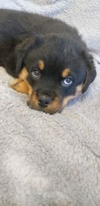 Цуценята ротвейлера з клубною регистрацією