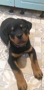 Цуценята ротвейлера з клубною регистрацією