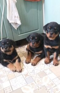 Цуценята ротвейлера з клубною регистрацією