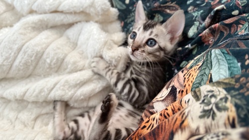 Incredible Bengal Babies Waiting for a Home!