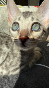 Incredible Bengal Babies Waiting for a Home!