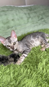 •	Amazing Bengals – Your Perfect Kitten!