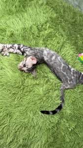 Incredible Bengal Babies Waiting for a Home!