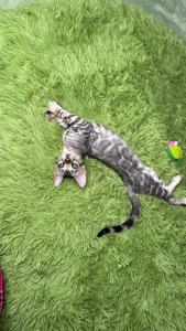 Incredible Bengal Babies Waiting for a Home!