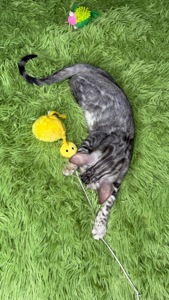 Incredible Bengal Babies Waiting for a Home!