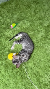 Incredible Bengal Babies Waiting for a Home!