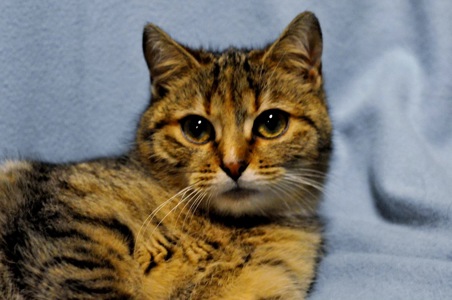 ніжна Ласка, кошеня