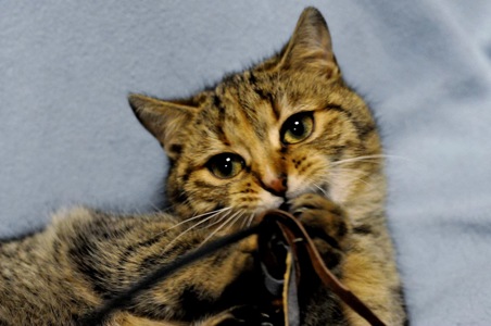 ніжна Ласка, кошеня