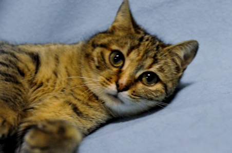 ніжна Ласка, кошеня