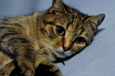 ніжна Ласка, кошеня