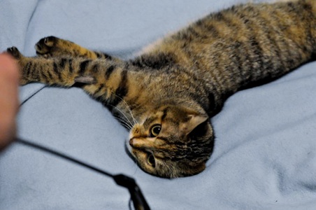 ніжна Ласка, кошеня