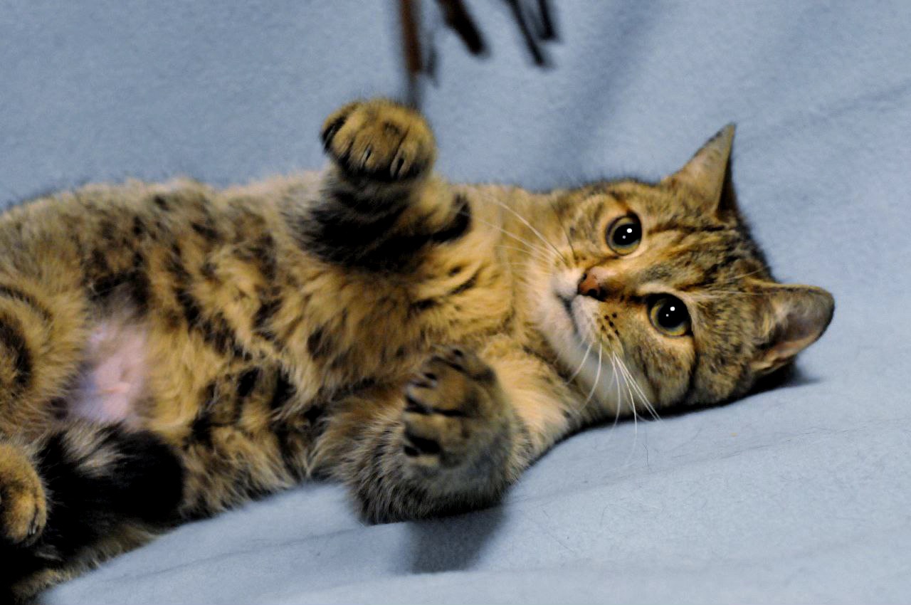 ніжна Ласка, кошеня