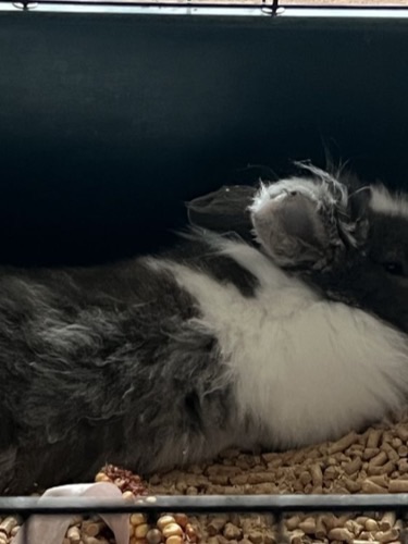 Відам в добрі руки