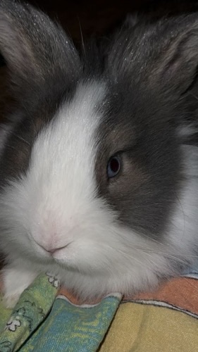 Відам в добрі руки