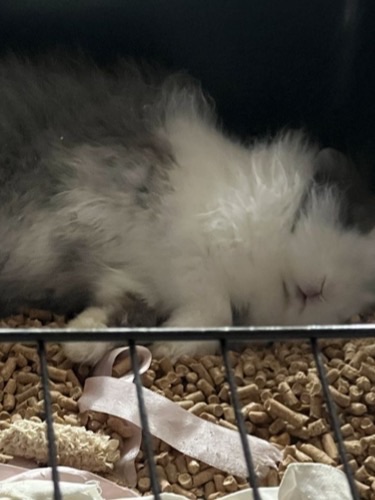 Відам в добрі руки