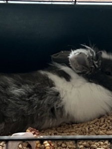 Відам в добрі руки